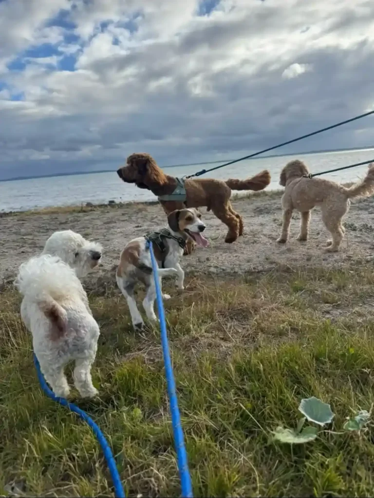 dogboarding
